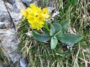 12 Primula orecchio d'orso